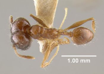 Media type: image;   Entomology 22807 Aspect: habitus dorsal view